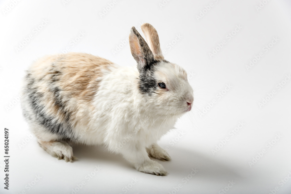 Obraz premium Rabbit on white