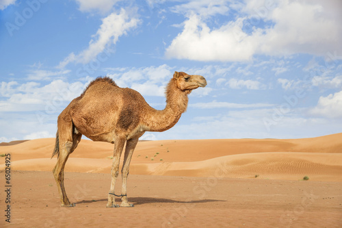 Leinwand Poster Camel in Wahiba Oman