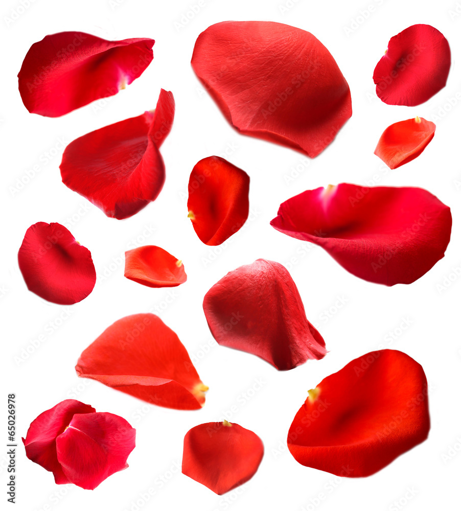 Beautiful red rose petals, isolated on white Beautiful red rose petals, isolated on white