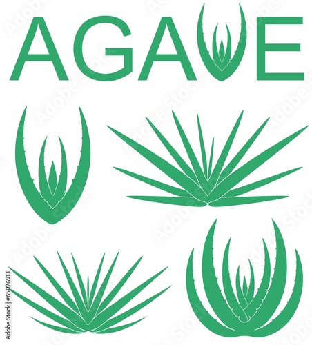 Agave