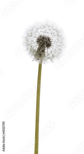 dandelion macro isolated on white