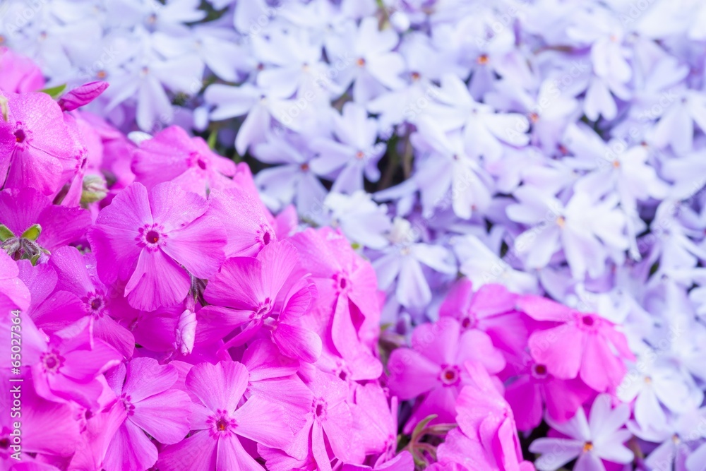 phlox subulata phlox subulata