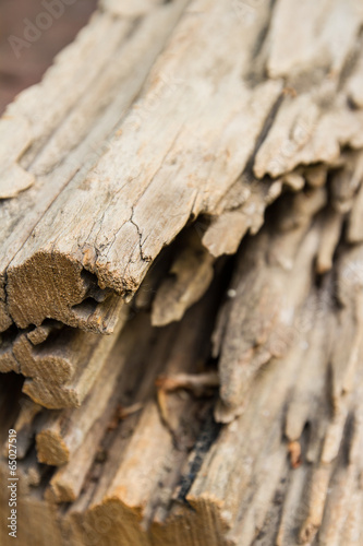 Cracked log wood