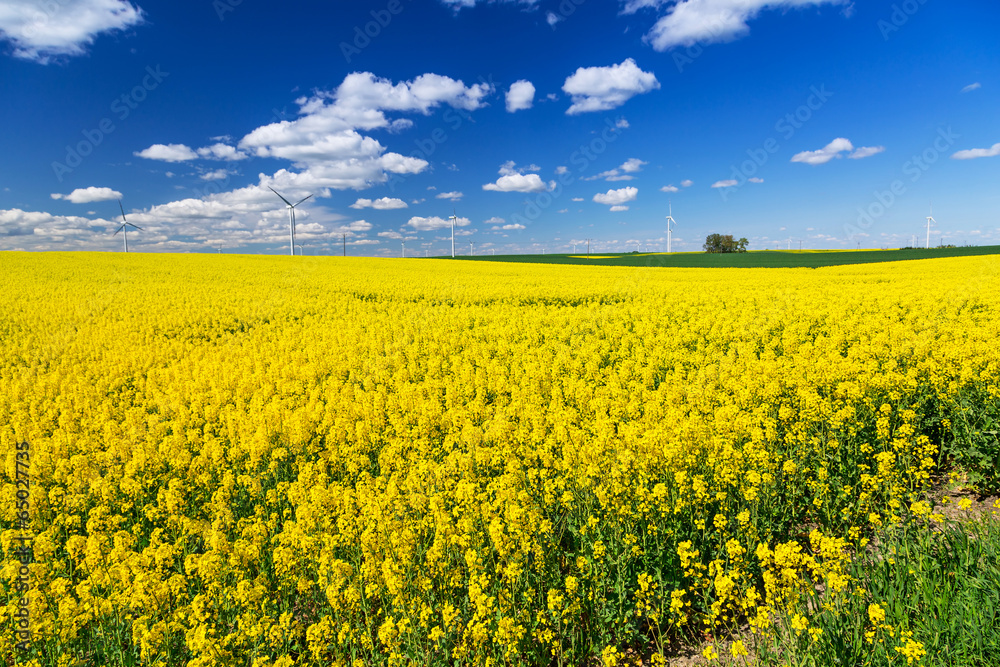 Blooming yellow rapeseed field under blue sky in Poland