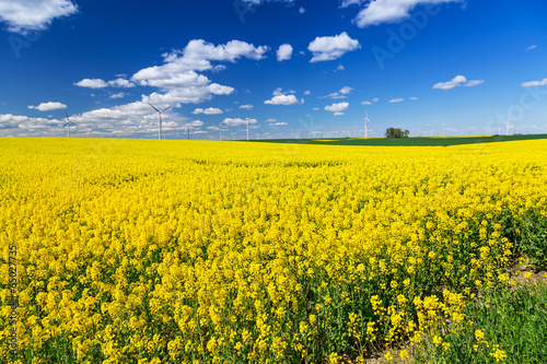 Blooming yellow rapeseed field under blue sky in Poland © Patryk Kosmider