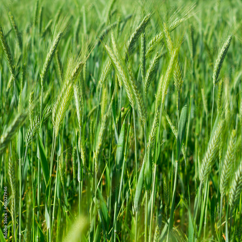 green wheat