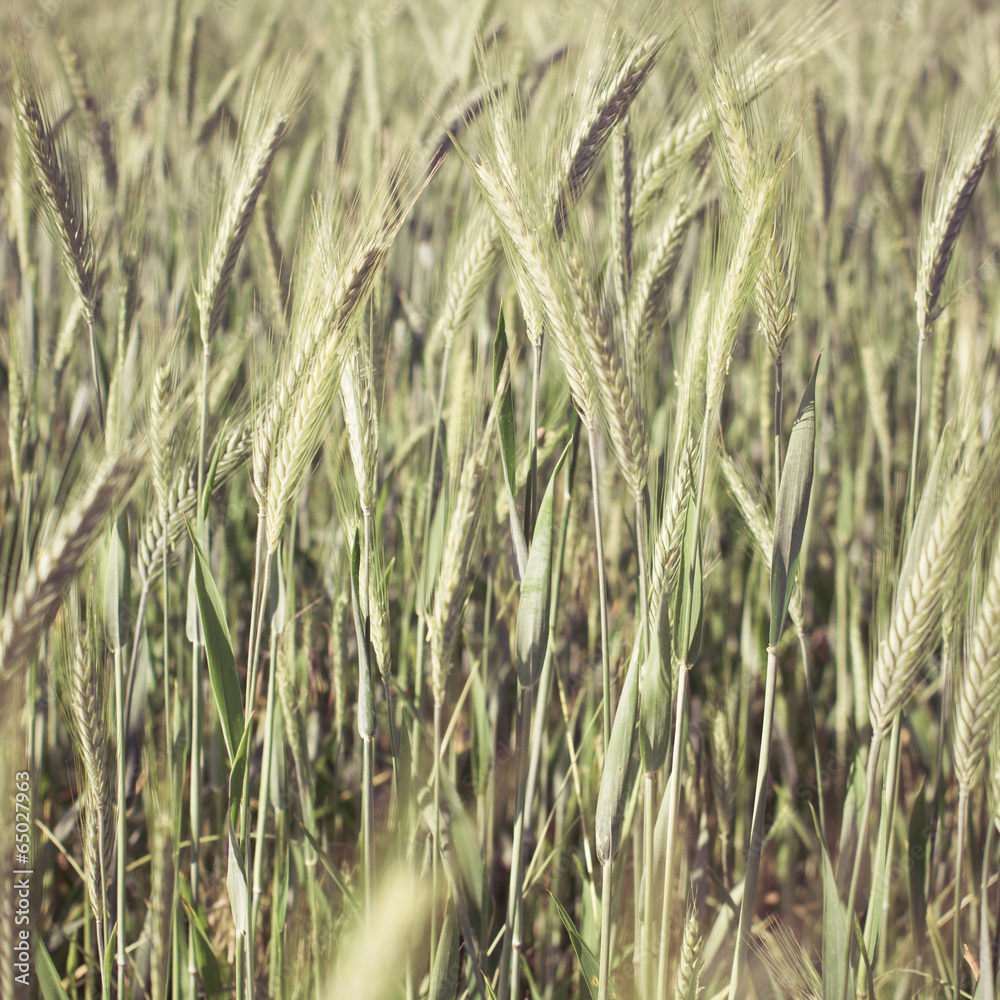 Fototapeta premium wheat - colorized photo