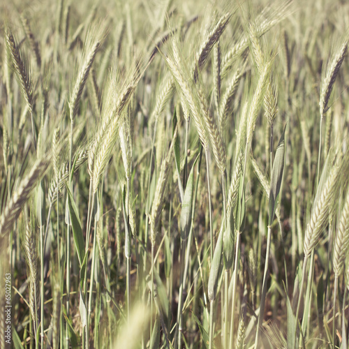 wheat - colorized photo © ctvvelve