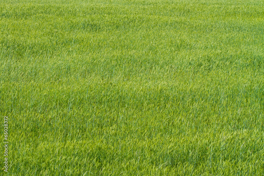 green wheat green wheat