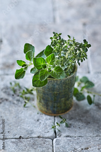 Organic Thyme and Oregano in a Ceramic Cup