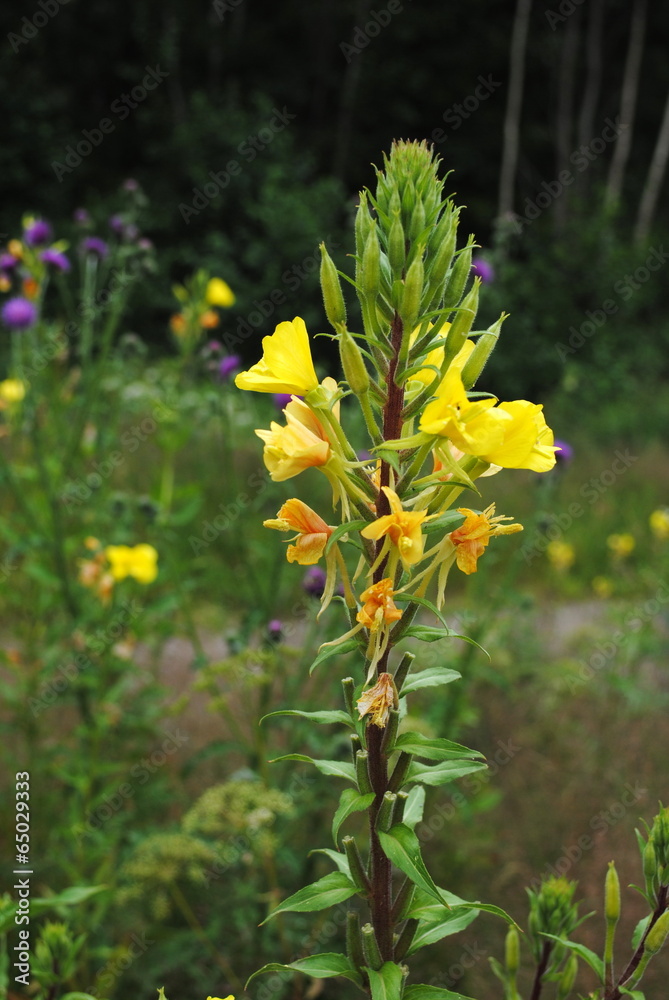 Obraz premium Nachtkerzen