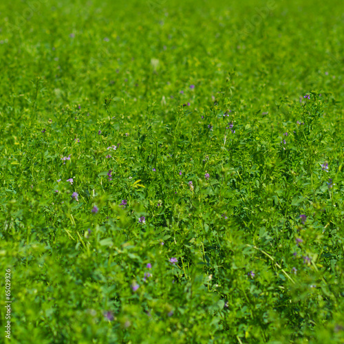 Bild auf Leinwand lucerne - alfalfa - background