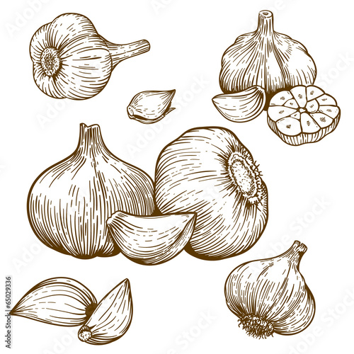 engraving illustration of garlic
