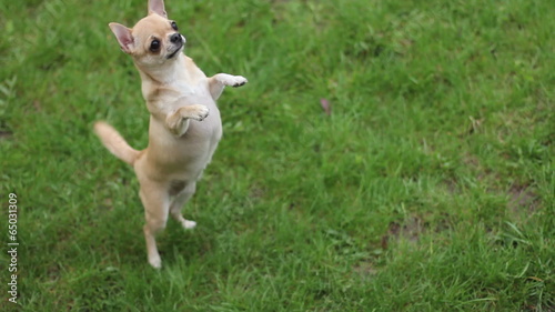 chihuahua jumping on two legs on the grass- 1920x1080