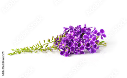 purple flowers  isolated on white background
