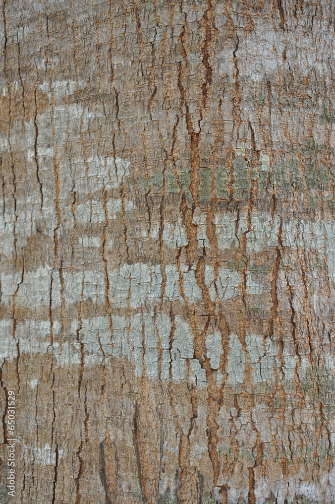 Obraz premium Tree Bark Texture