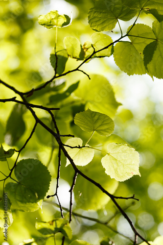 green leaves