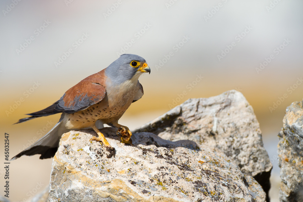 Fototapeta premium Rötelfalke Männchen