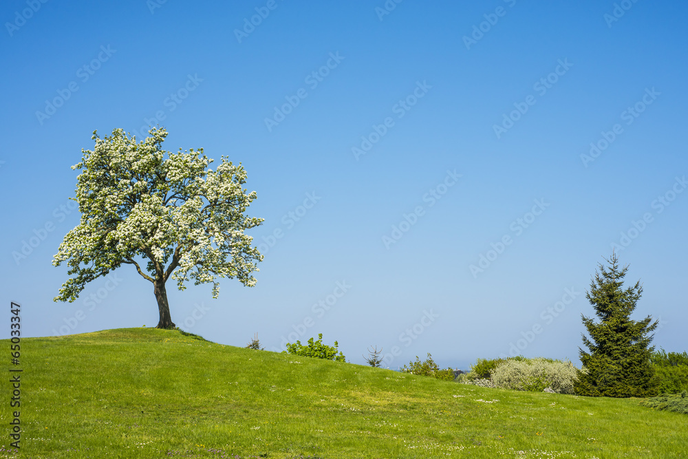 Blühender Obstbaum mit blauem Himmel Blühender Obstbaum mit blauem Himmel