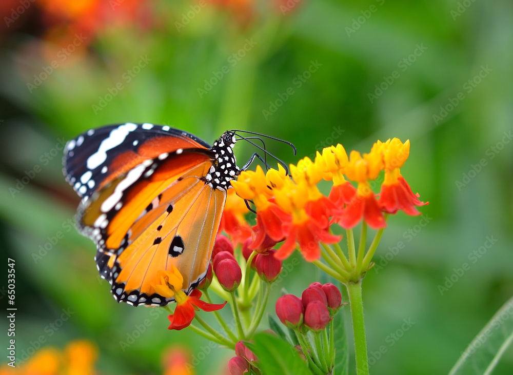 Butterfly on orange flower Butterfly on orange flower