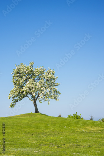 Blühender Obstbaum mit blauem Himmel