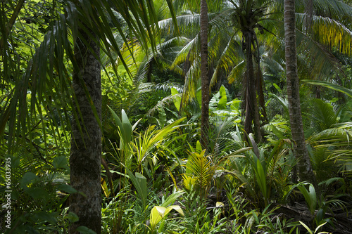 Lush Tropical Jungle Rainforest Background