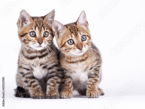 2 Bengal kittens, 2 months old, in front of white background © kontessina