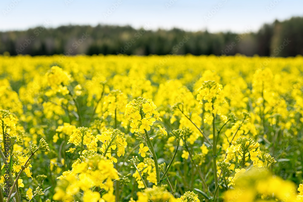 Closeup of rapeseed during spring Closeup of rapeseed during spring