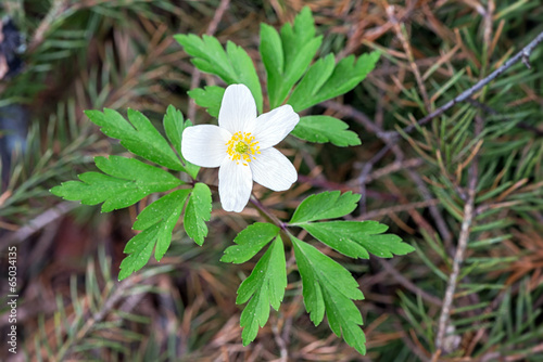 Anemone nemorosa closeup in...