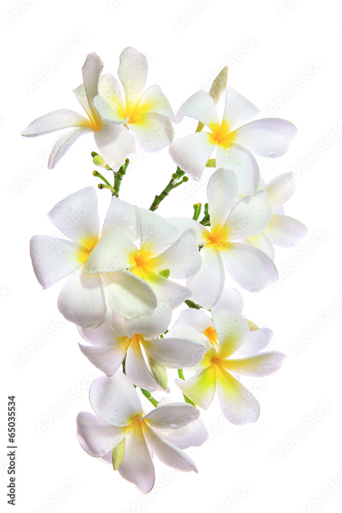 close up white frangipani  petal flowers bouquet with fresh wate