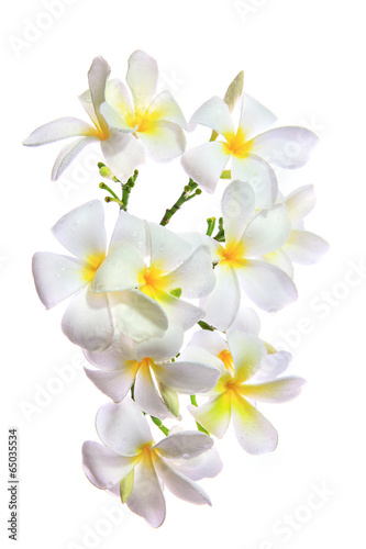 close up white frangipani petal flowers bouquet with fresh wate
