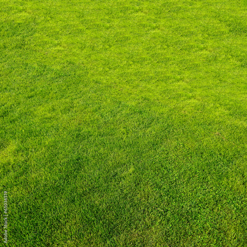 Green grass background Green grass background