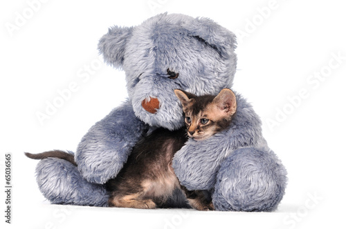 LaPerm K  tzchen Kitten mit Teddyb  r