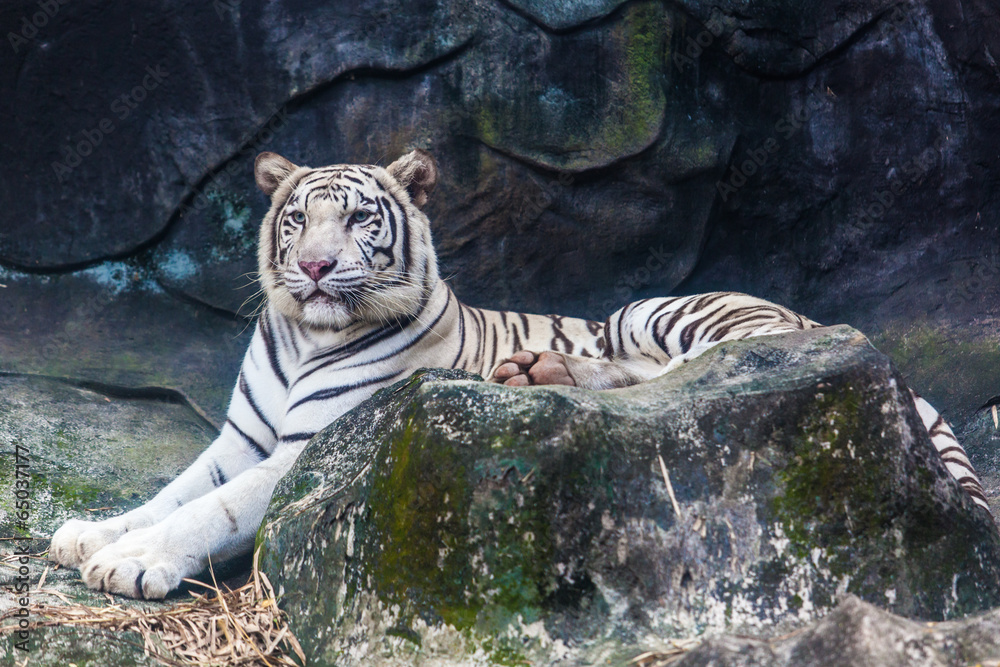 White Tiger  on a Rock
