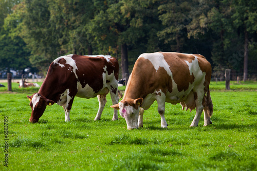 Cows on meadow © EwaStudio