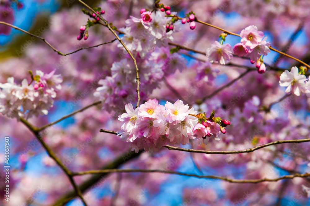 Sakura flowers blooming. Beautiful pink cherry blossom Sakura flowers blooming. Beautiful pink cherry blossom