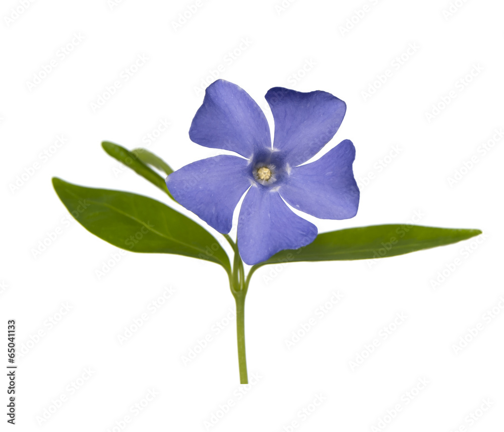 Fototapeta premium Blue flower