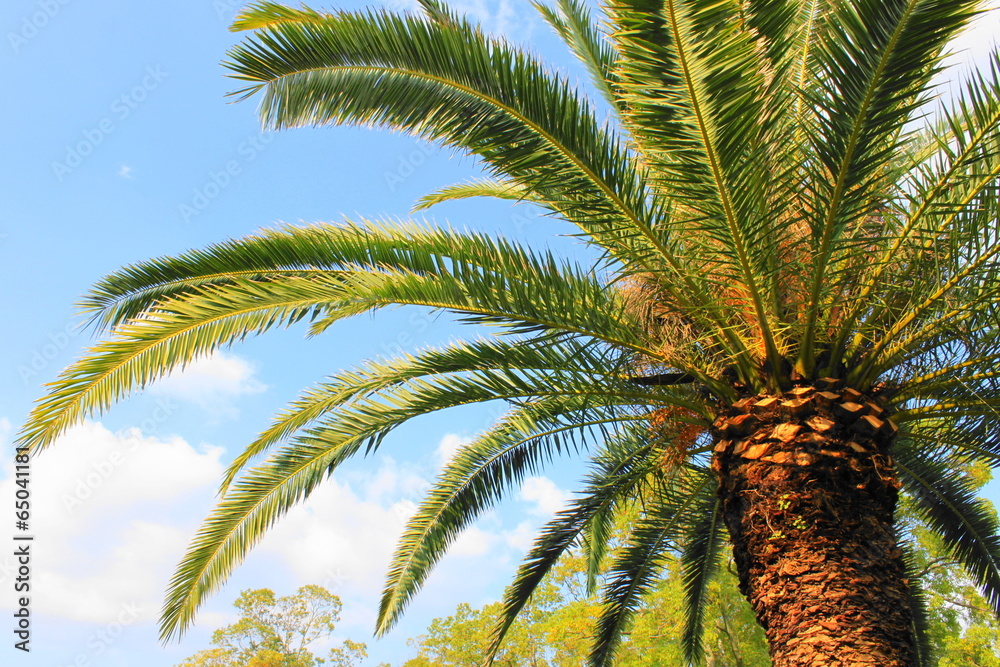 Naklejka premium ヤシの木