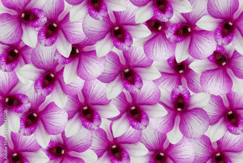 Beautiful purple orchid flower postcard © suthiwat