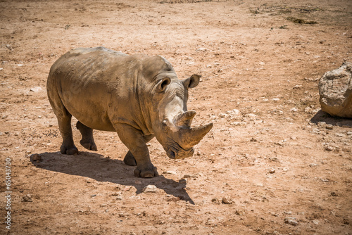Rhino in Jerusalem Biblical zoo