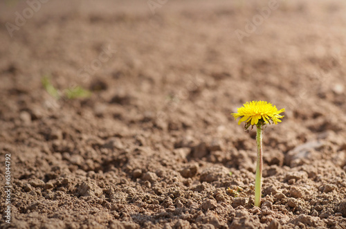 Lonely dandelion