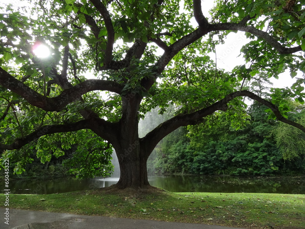 Obraz premium baum