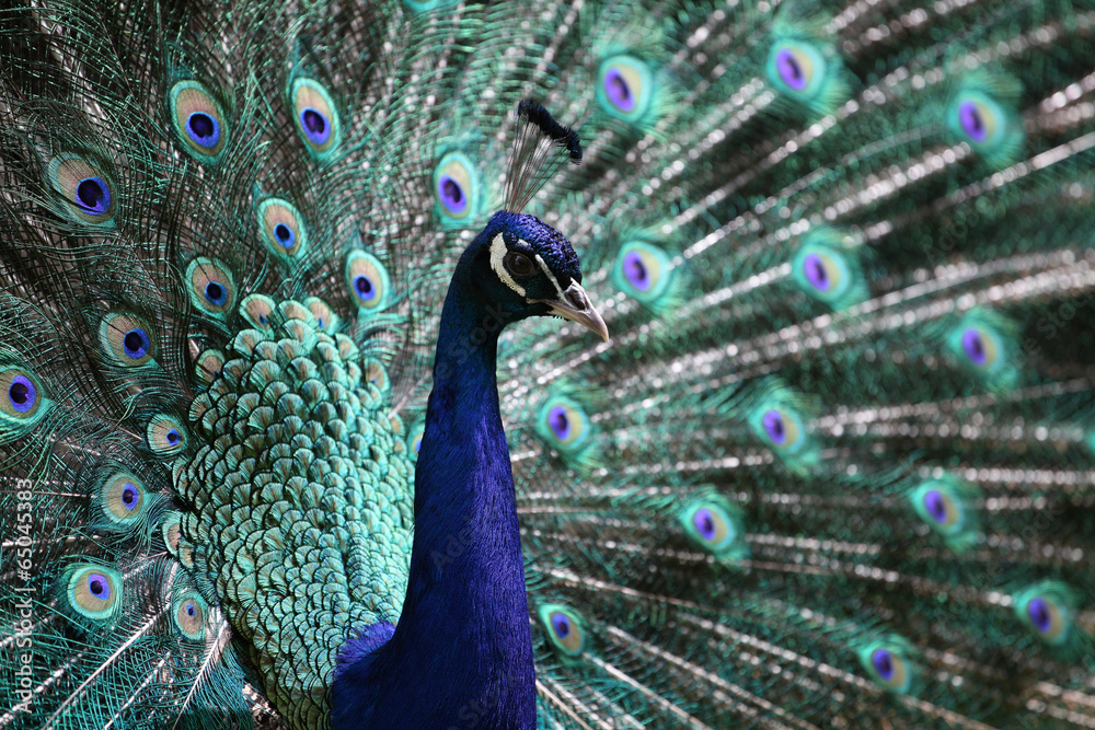 Naklejka premium male peacock (Pavo cristatus)