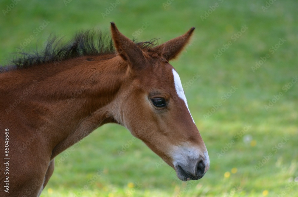 foal in field