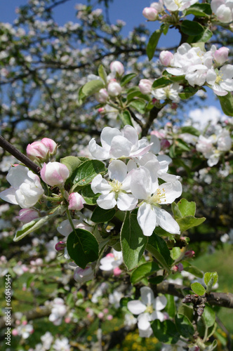 Apple-tree flowers