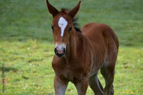 foal in field