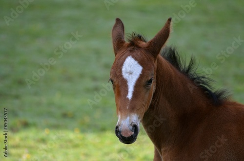 foal in field