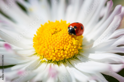 Daisy flower with ladybird close up