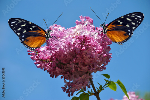 Syringa vulgaris with a Heliconius hecate butterfly photo