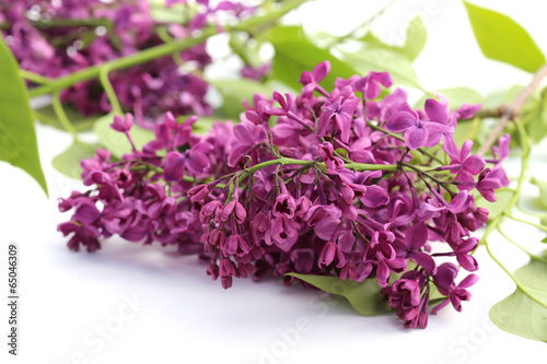 Lilas